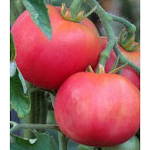 May include: Three ripe red tomatoes on a vine. The tomatoes are round and smooth with a glossy finish.