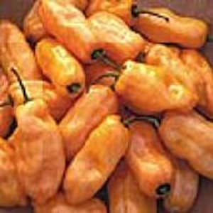 Habanero Hot Peppers (Peach) Seeds