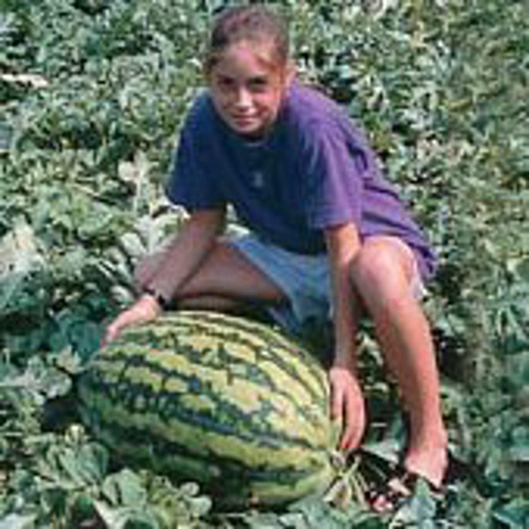 Jubilee Watermelons Seeds - Etsy