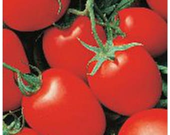 Puede incluir: Primer plano de un racimo de tomates rojos, algunos con tallos verdes, dispuestos en una vid. Los tomates están gordos y maduros, con una piel lisa y brillante.