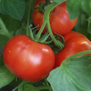 May include: Three ripe red tomatoes hanging on a vine with green leaves.