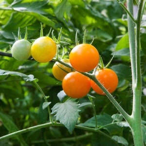 May include: A close-up of a tomato plant with a variety of tomatoes in different stages of ripeness. The tomatoes are green, yellow, and orange.
