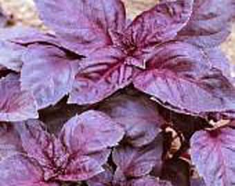 May include: Close-up of purple basil leaves. The leaves are large, with a deep purple hue and prominent veining. The plant appears healthy and vibrant, with multiple leaves visible.