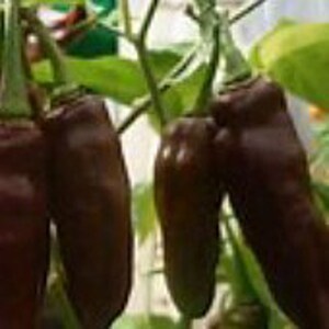 Fatalii Hot Peppers (Chocolate) Seeds