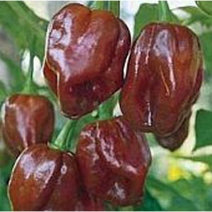 Habanero Hot Peppers (Chocolate Strain 4) Seeds