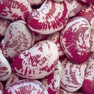 May include: Close-up of a pile of large, speckled beans. The beans are primarily white with striking maroon patterns and markings. The beans have a kidney-like shape and are tightly packed together, filling the frame. The image highlights the natural textures and colors of the beans.