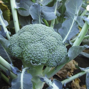May include: A close-up of a fresh, green broccoli head surrounded by large, blue-green leaves. The broccoli is in focus, showing its small, tightly packed florets. The image highlights the natural texture and color of the vegetable.