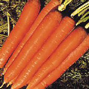 Nantindo Carrots Seeds
