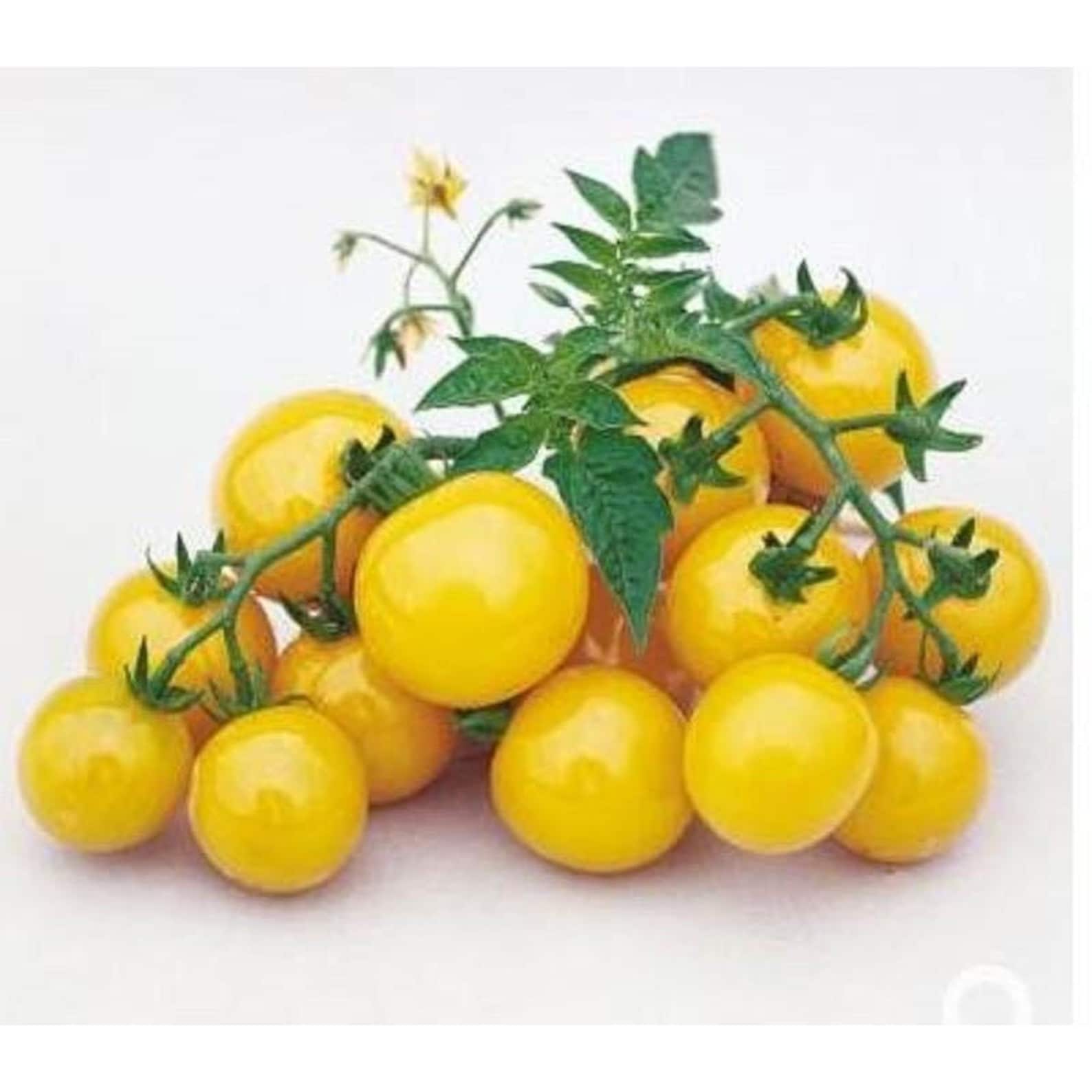 Gold Nugget Cherry