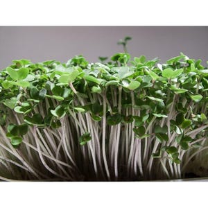 May include: Close-up of a vibrant cluster of microgreens. The image showcases a dense collection of small, green leaves atop slender, white stems. The microgreens are densely packed, creating a lush, textured appearance. The background is a soft, neutral gray.