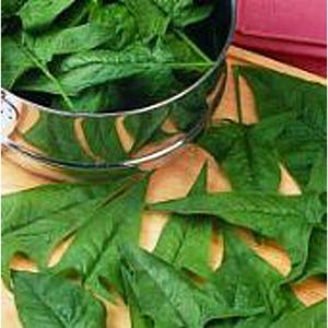 Razzle Dazzle Spinach Seeds