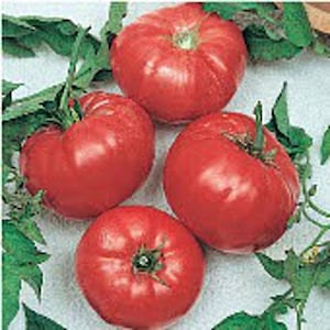 May include: Four large, ripe red tomatoes with a green leafy stem on one of the tomatoes.