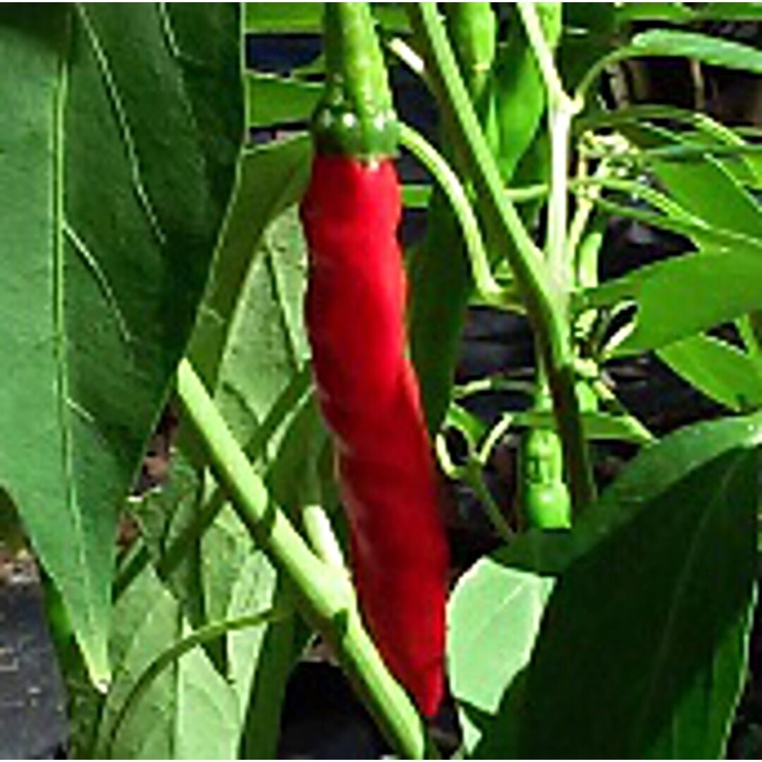 Dagger Pod Hot Peppers Seeds - Etsy
