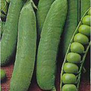 May include: Close-up of several green pea pods, some with the peas visible inside. The pods are arranged in a row, with the peas at the end of the row.