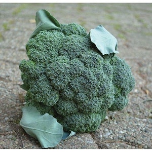 May include: A large, green head of broccoli with some leaves still attached. The broccoli is fresh and ready to be eaten.