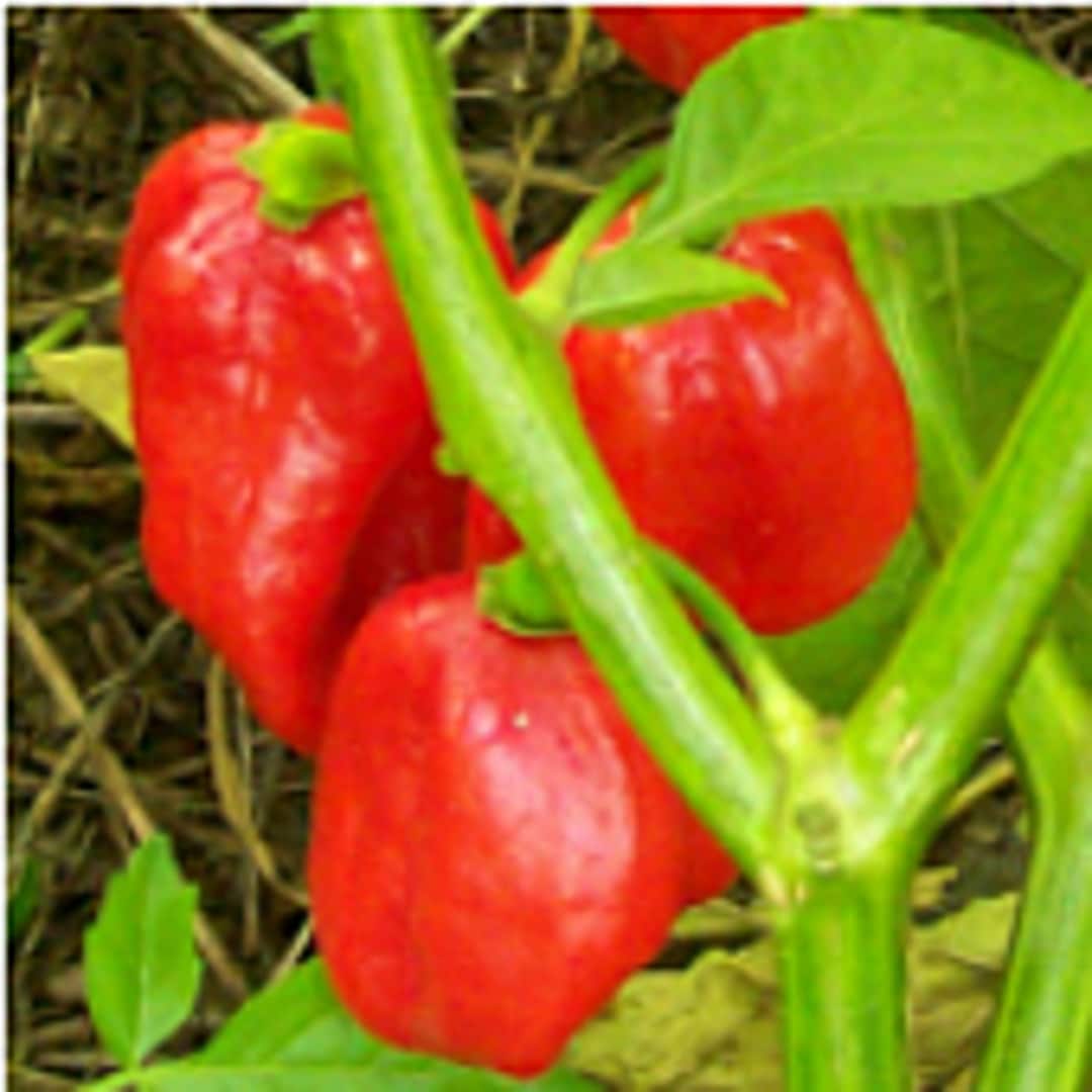 Aji Dulce Peppers Near Me Find The Best Peppers in Your Area