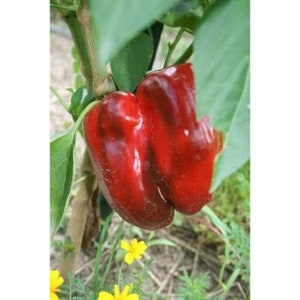 May include: A close-up of two red bell peppers growing on a vine. The peppers are large and plump, with a glossy finish. The vine is green and leafy, and the peppers are surrounded by green foliage.