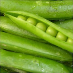 Garden Pea Seeds
