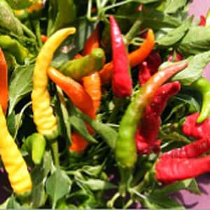 May include: A close-up of a collection of colorful chili peppers, including red, orange, yellow, and green varieties. The peppers are of varying shapes and sizes, with some curved and others straight. The image is set against a backdrop of green leaves.