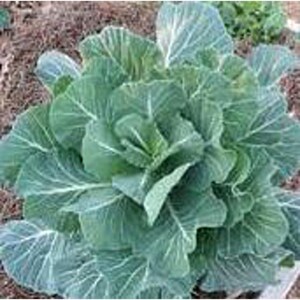 May include: A close-up of a large, green head of cabbage with tightly packed leaves.