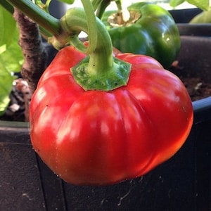 May include: A red bell pepper with a green stem growing on a vine. The pepper has a round, bulbous shape and a smooth, shiny skin.