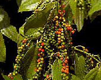 Peppercorns (Black Pepper) Seeds