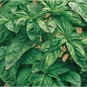 May include: Close-up of fresh basil plant with large, vibrant green leaves. The leaves have a textured surface and are arranged in a dense, lush pattern. The image highlights the plant's natural beauty and freshness.