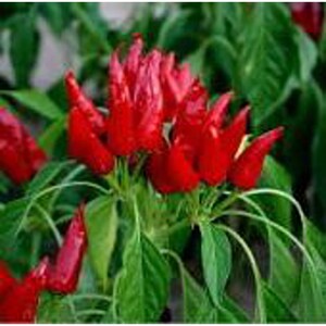 May include: A close-up of a red pepper plant with many ripe red peppers. The peppers are clustered together on the plant, with green leaves surrounding them.