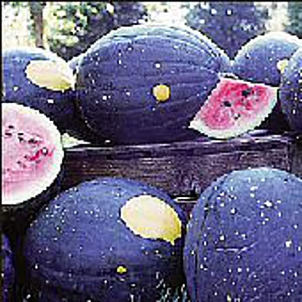 Moon & Stars Watermelons (Van Doren) Seeds