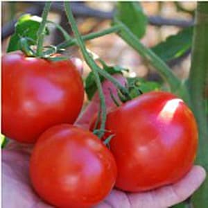 May include: Three ripe red tomatoes hanging from a vine. The tomatoes are round and smooth, with a glossy finish.