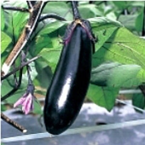 May include: A dark purple eggplant hanging from a vine with green leaves. The eggplant is long and slender with a smooth, glossy skin.