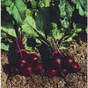 May include: A close-up of a bunch of red beets with green leafy tops. The beets are clustered together and have a dark red color.