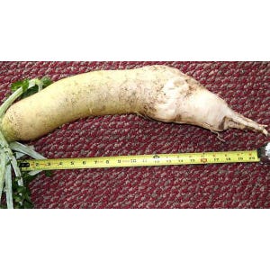 Groundhog Radish Seeds