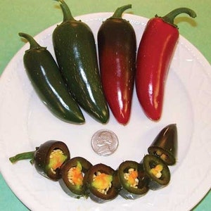JalapeÃ±o JB F1 Hybrid Pepper Seeds