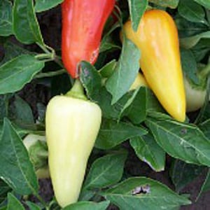 May include: Three bell peppers growing on a vine. One is red, one is yellow, and one is white.