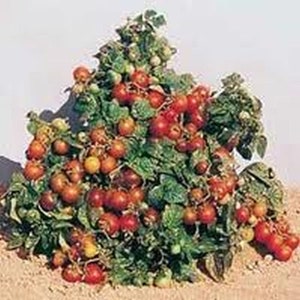 May include: A close-up of a tomato plant with many red, orange, and yellow tomatoes growing on it. The plant is in a pot and is surrounded by sand.