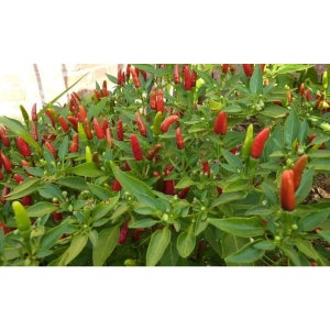 May include: A close-up of a bush with many red and green chili peppers growing on it. The peppers are small and pointed, and the bush is full of leaves.
