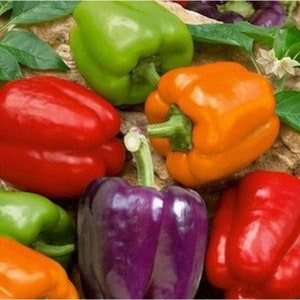 Mixed Bell Pepper Seeds