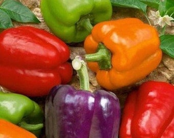 Mixed Bell Pepper Seeds