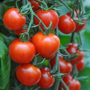 May include: A close-up of a cluster of ripe red tomatoes growing on a vine. The tomatoes are round and smooth, with a glossy finish. The vine is green and leafy, with small green leaves.
