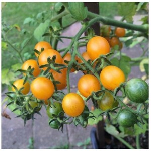 May include: A close-up of a branch of a tomato plant with many small, bright orange tomatoes. The tomatoes are clustered together on the branch, which is covered in green leaves.