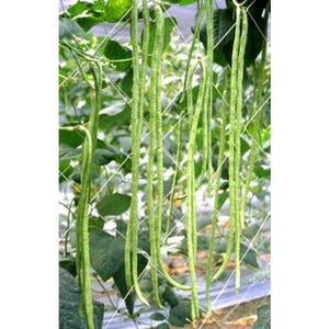 White Seeded Yard Long Bean Seeds