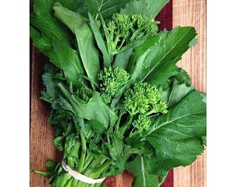 Novantina Riccia di Sarno Italian Broccoli Raab Seeds