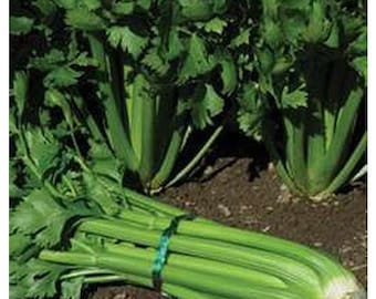 Celery "Tall Utah Celery"  Seeds