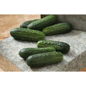 May include: A group of six green cucumbers on a gray metal surface. The cucumbers are arranged in a semi-circle, with the largest cucumber in the center.
