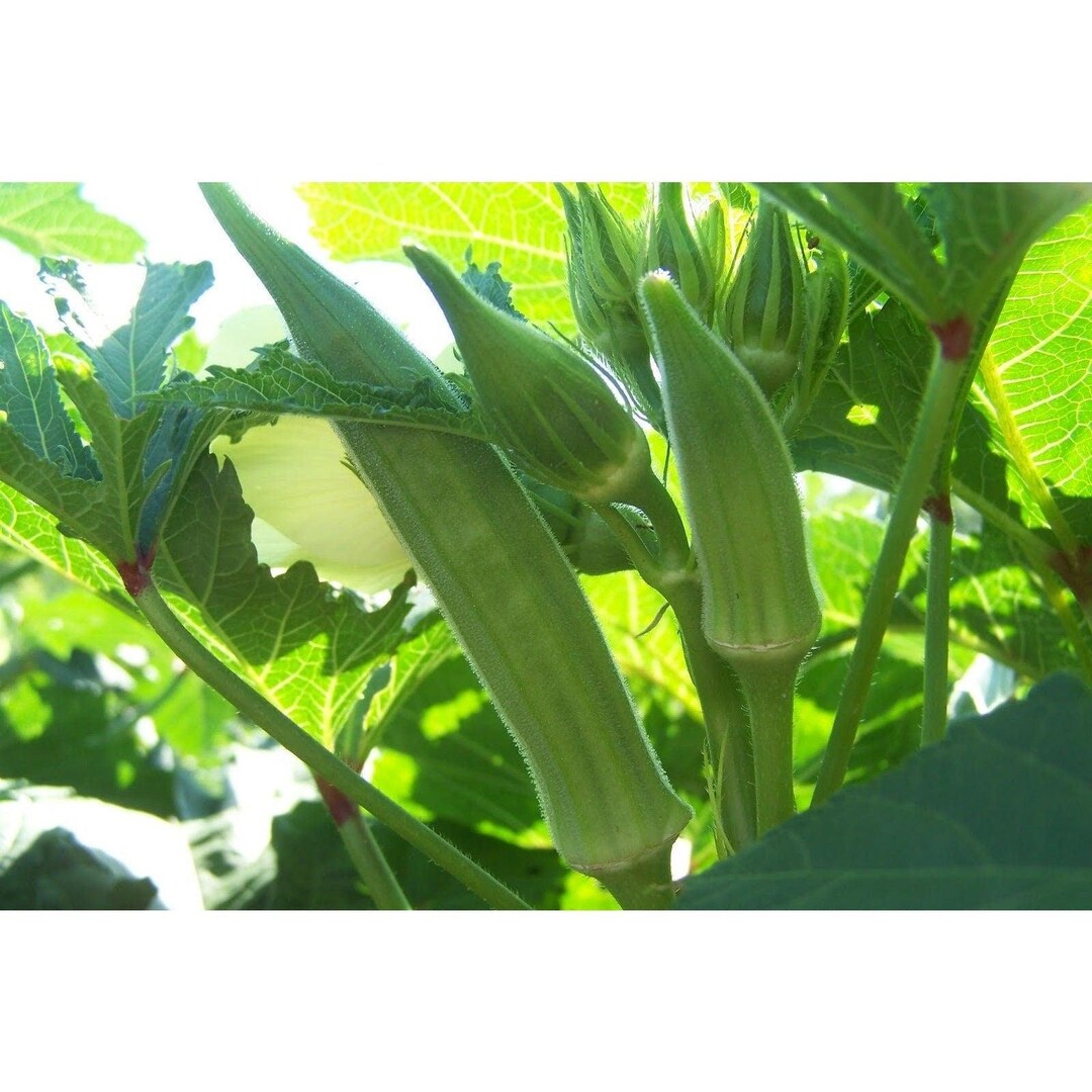 40+ Rare Organically Grown Louisiana Bush Longhorn Cowhorn Okra Seeds - Full Sun