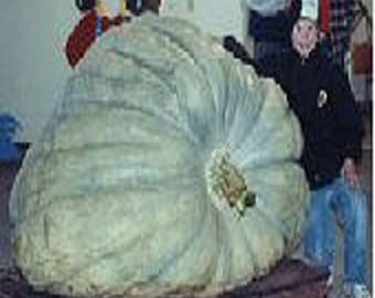Giant Show King Squash Seeds