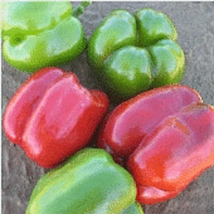 May include: Four bell peppers, two green and two red. The green peppers have a rounded shape with four lobes. The red peppers are smooth and have a rounded shape.