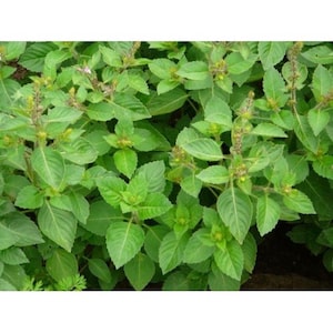 Clove Scented Basil Seeds