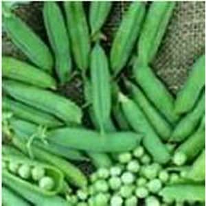 Early Frosty Sweet Peas Seeds